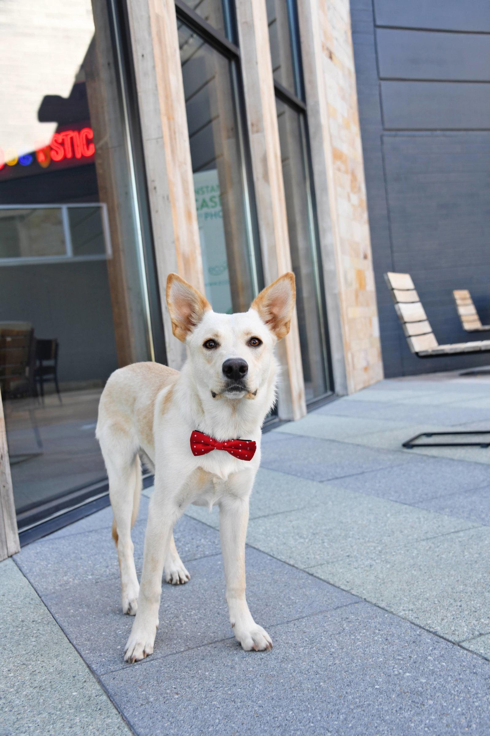 Enlarge King Titan, a Adopted German Shepherd Dog in Salt Lake City, UT image 3/3