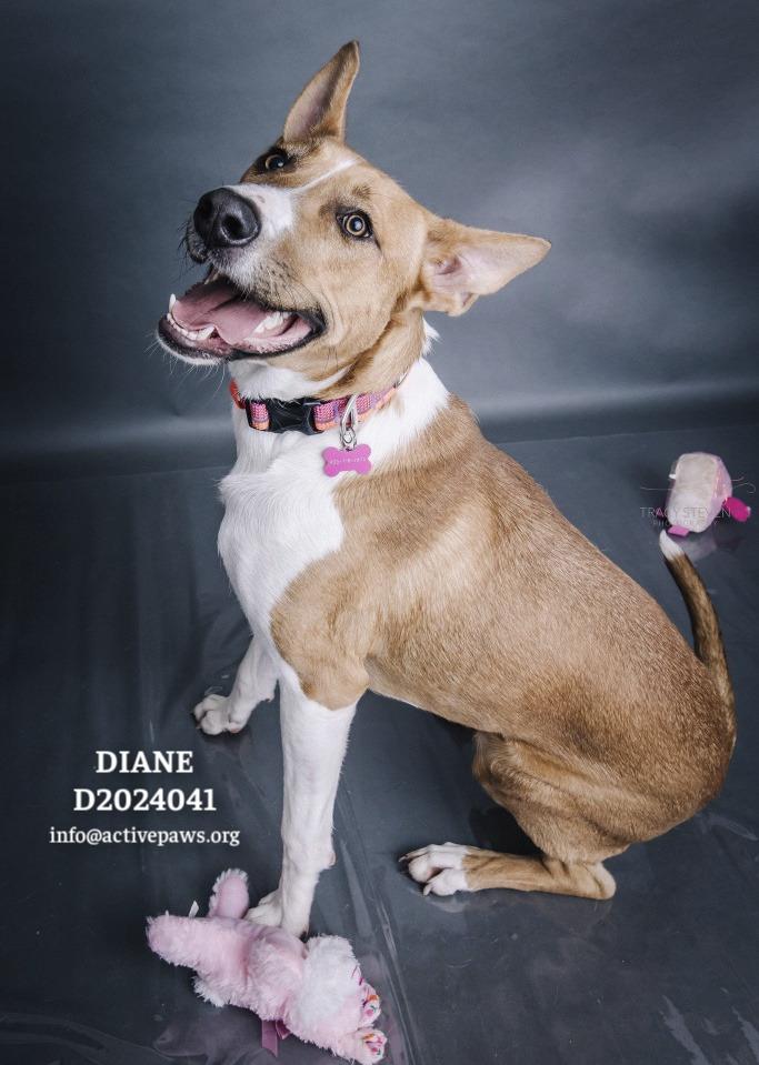 Diane, Adoptable, Young Female Basenji & Mixed Breed.