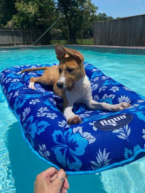 Enlarge Diane, a Adoptable mixed breed in CONROE, TX image 5/6