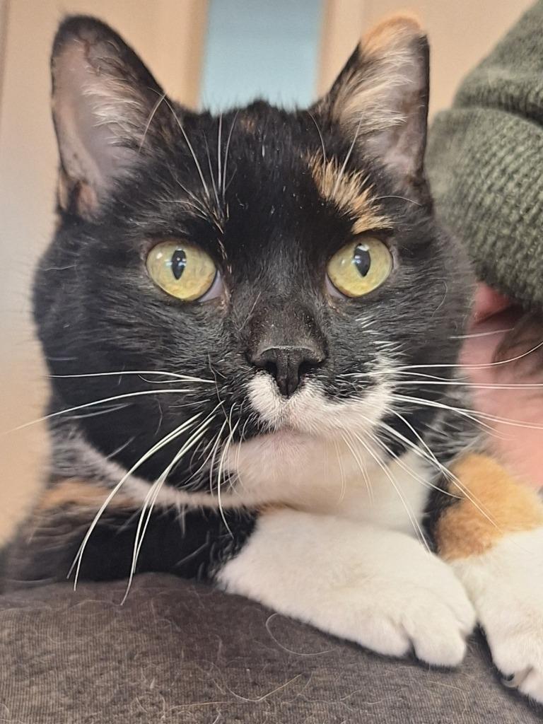 CeeCee, Adoptable, Senior Female Domestic Short Hair.