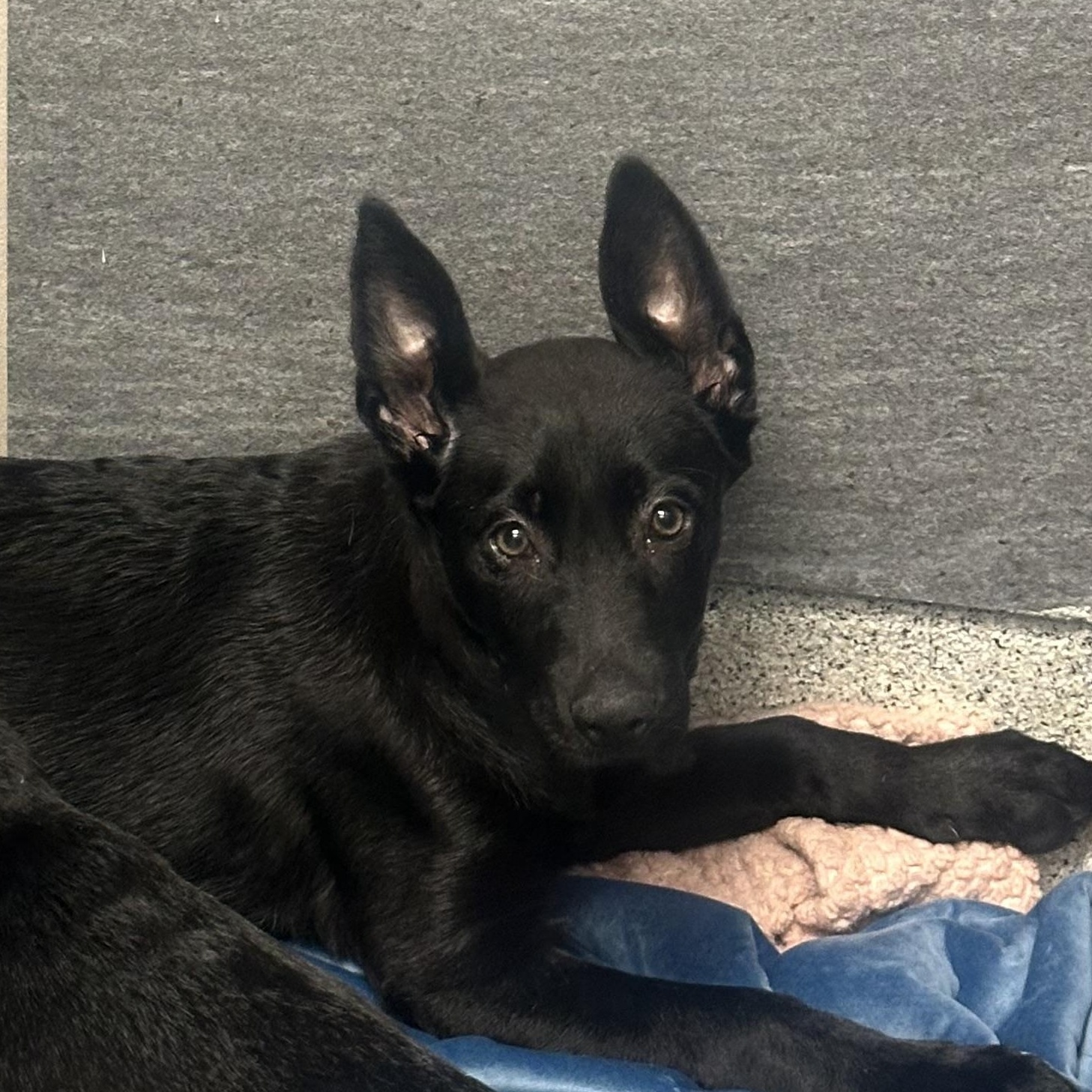 Enlarge Chickadee, an adopted mixed breed in Cooperstown, NY image 2/3