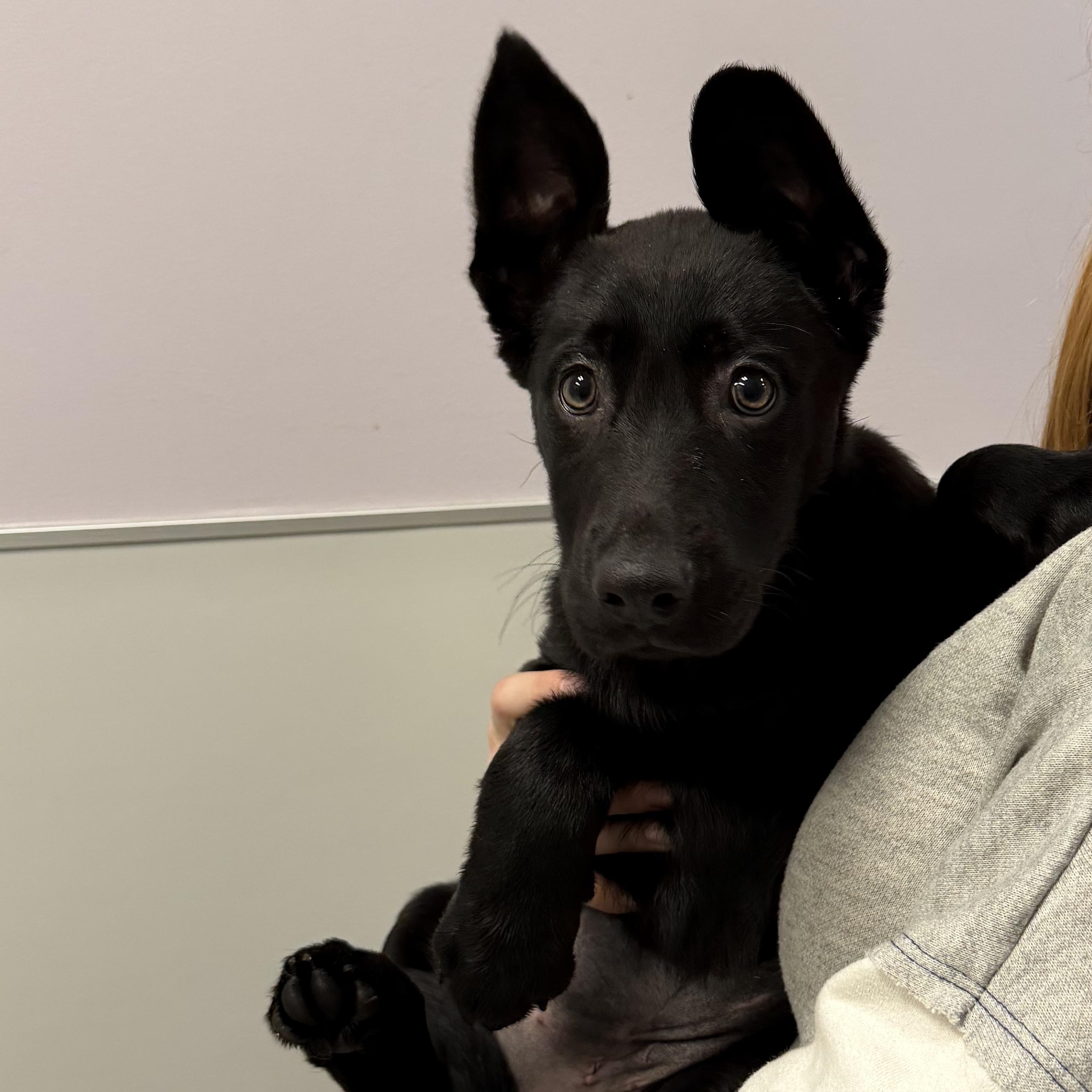 Chickadee, adopted, Puppy Female Mixed Breed.