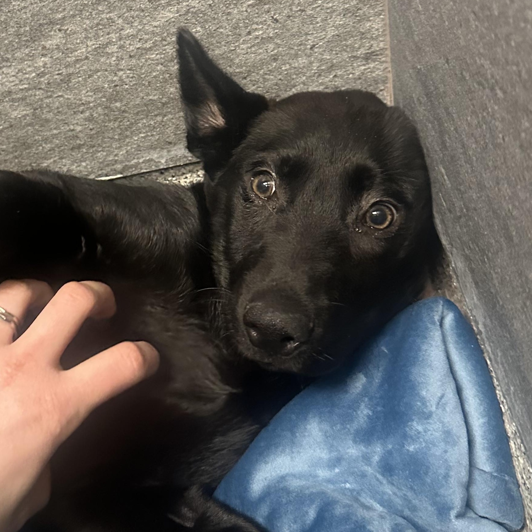 Enlarge Chickadee, an adopted mixed breed in Cooperstown, NY image 3/3