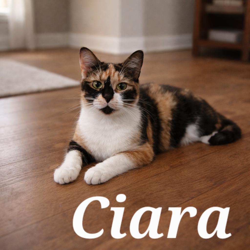 Ciara, Adoptable, Young Female Calico.