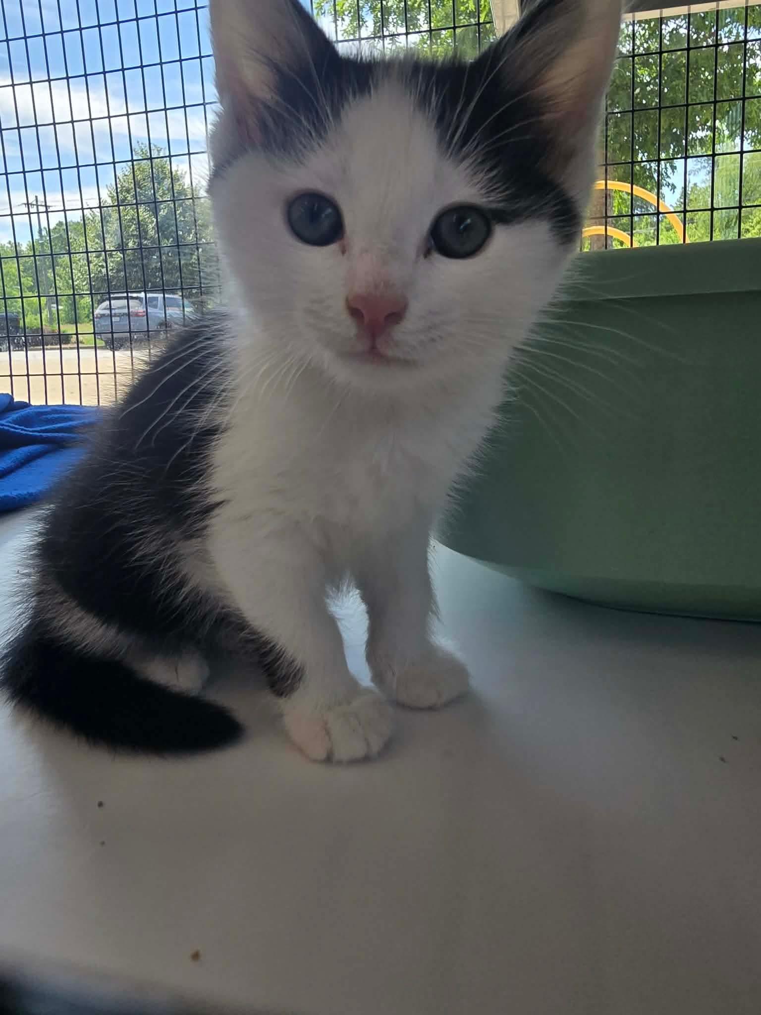 Aang, Adopted, Young Male Domestic Medium Hair.