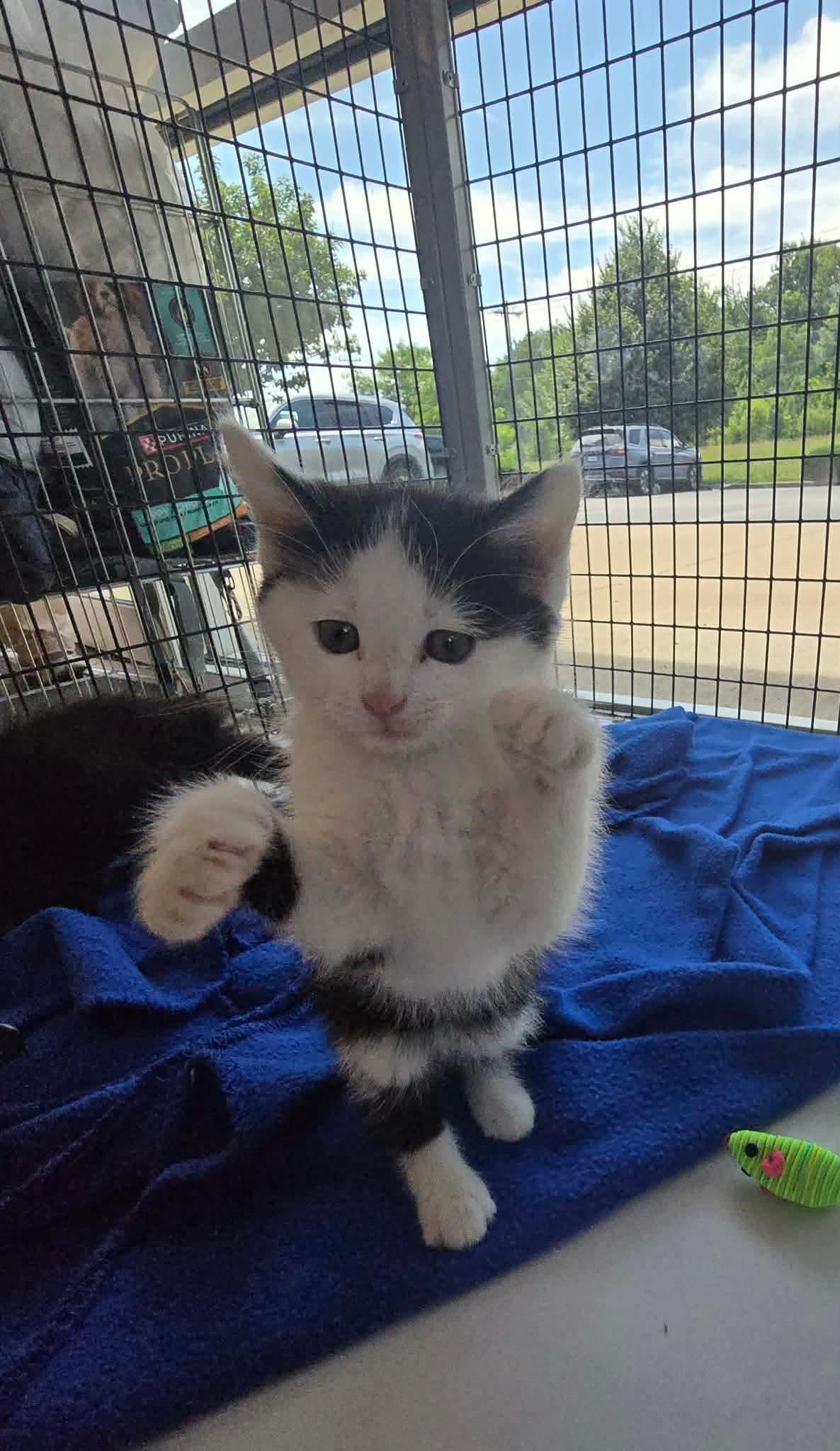 Aang, a Adopted Domestic Medium Hair in Columbus, IN image 2/3