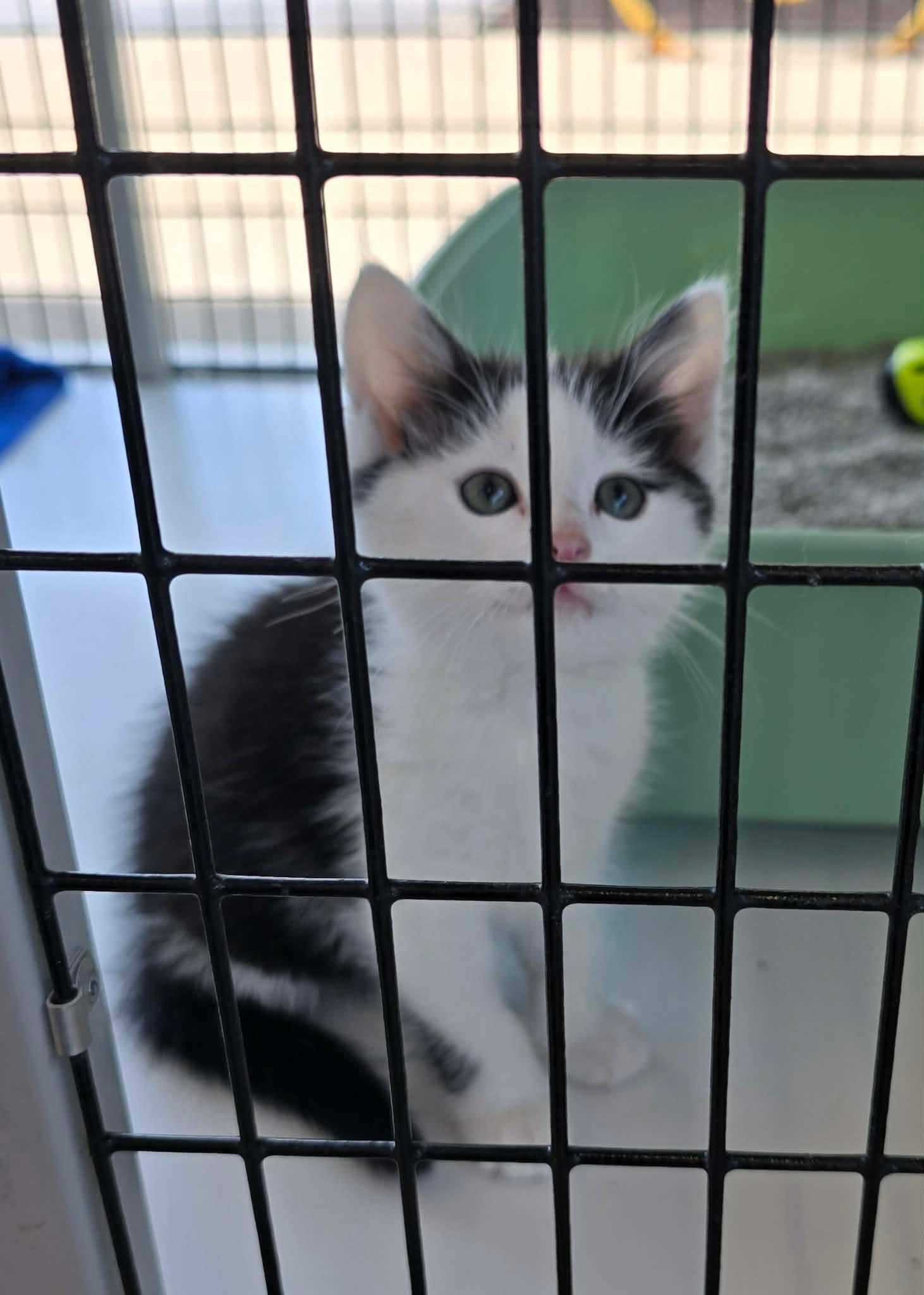 Aang, a Adopted Domestic Medium Hair in Columbus, IN image 3/3