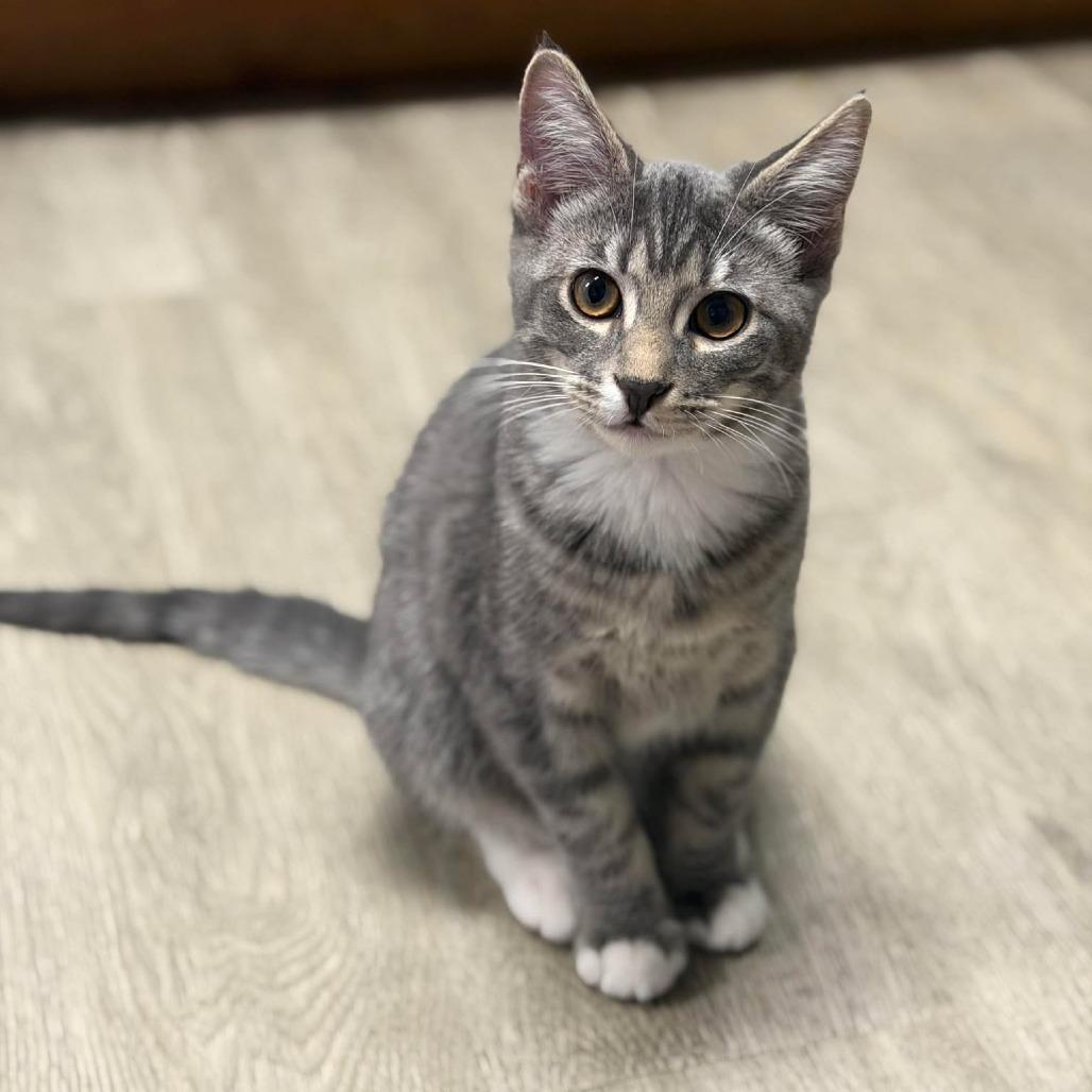 Enlarge Hillary, a Adoptable Domestic Short Hair in Port Neches, TX image 1/3