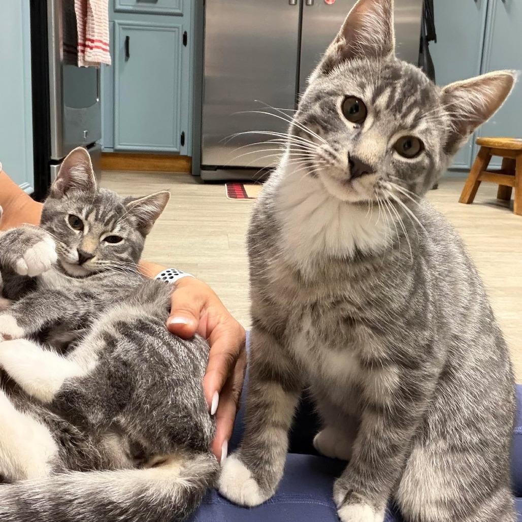 Enlarge Hillary, a Adoptable Domestic Short Hair in Port Neches, TX image 2/3