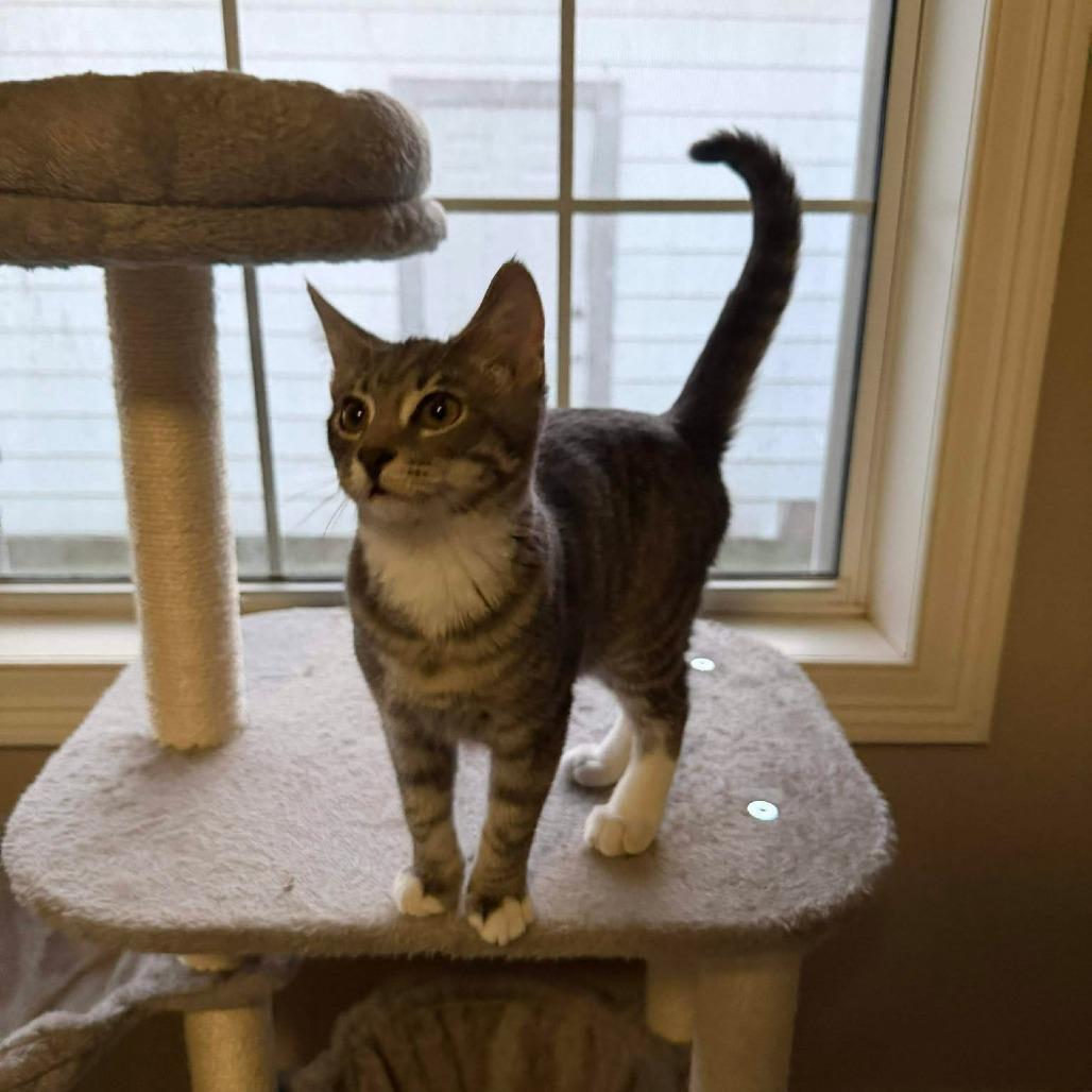 Enlarge Hillary, a Adoptable Domestic Short Hair in Port Neches, TX image 3/3