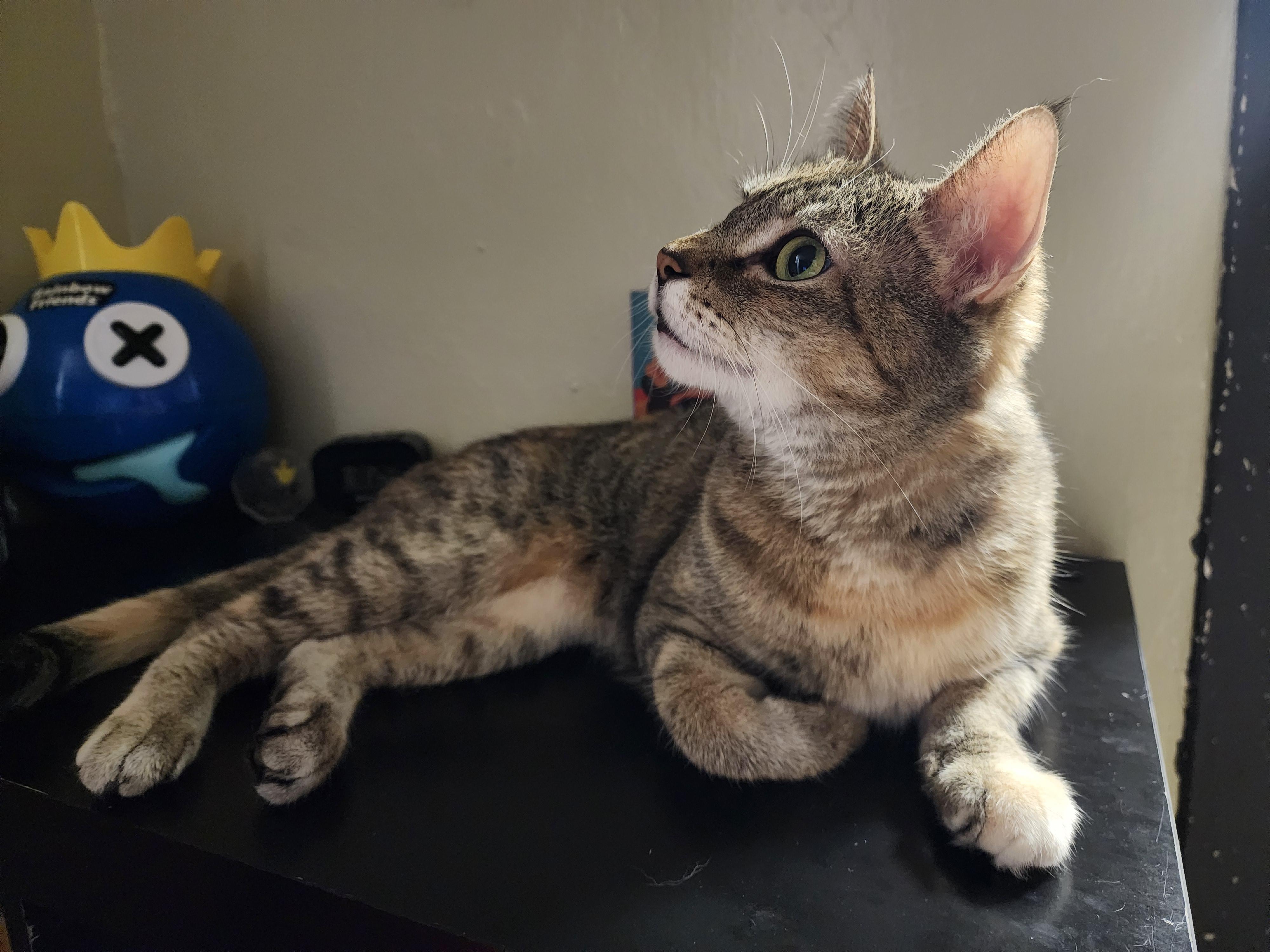 Millie (Needs foster or adopter), a Adoptable Tabby in Brooklyn, NY image 5/5