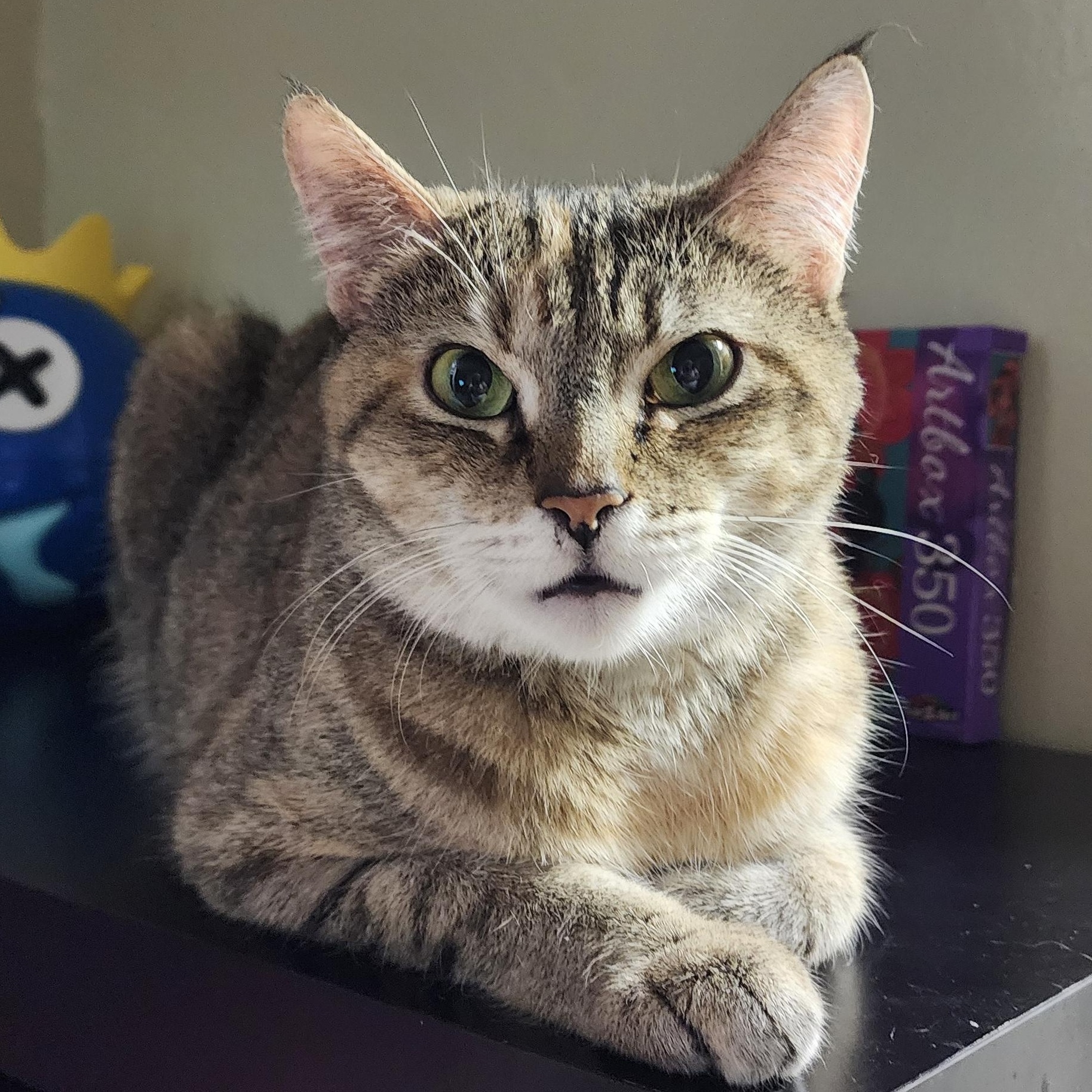 Millie (Needs foster or adopter), a Adoptable Tabby in Brooklyn, NY image 1/5