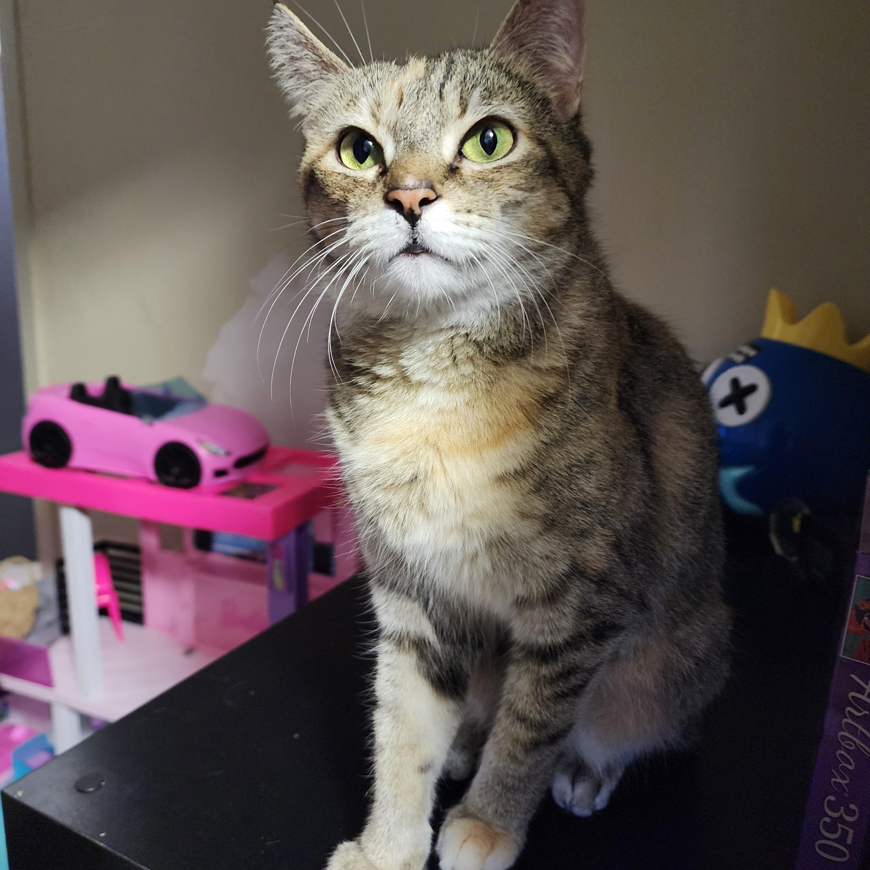 Millie (Needs foster or adopter), a Adoptable Tabby in Brooklyn, NY image 3/5