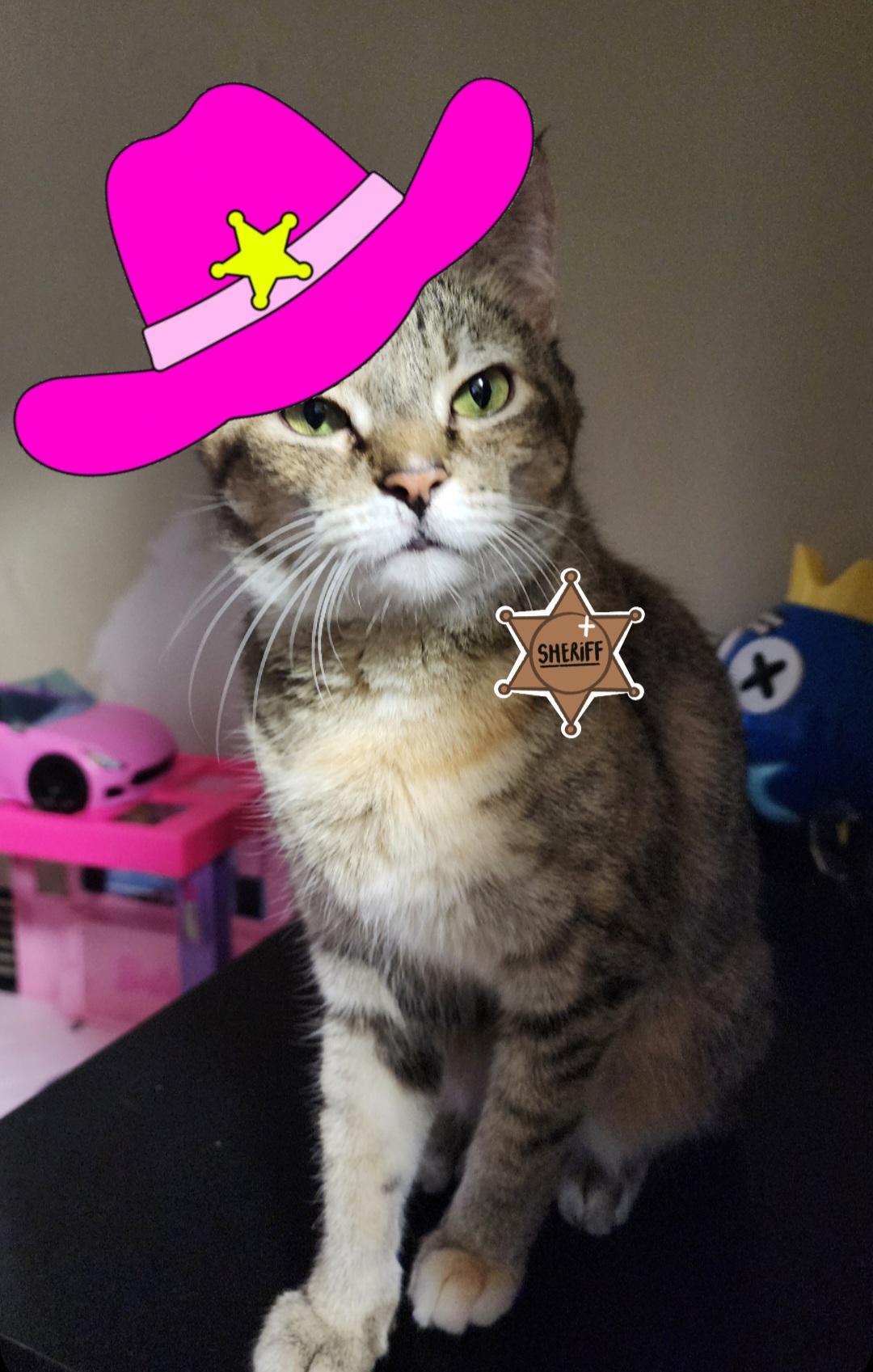 Millie (Needs foster or adopter), a Adoptable Tabby in Brooklyn, NY image 4/5