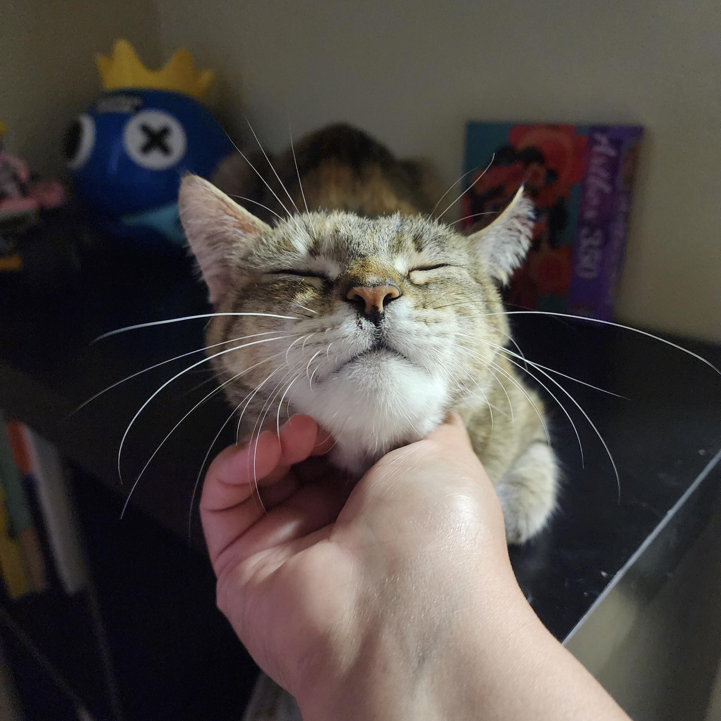 Millie (Needs foster or adopter), a Adoptable Tabby in Brooklyn, NY image 2/5