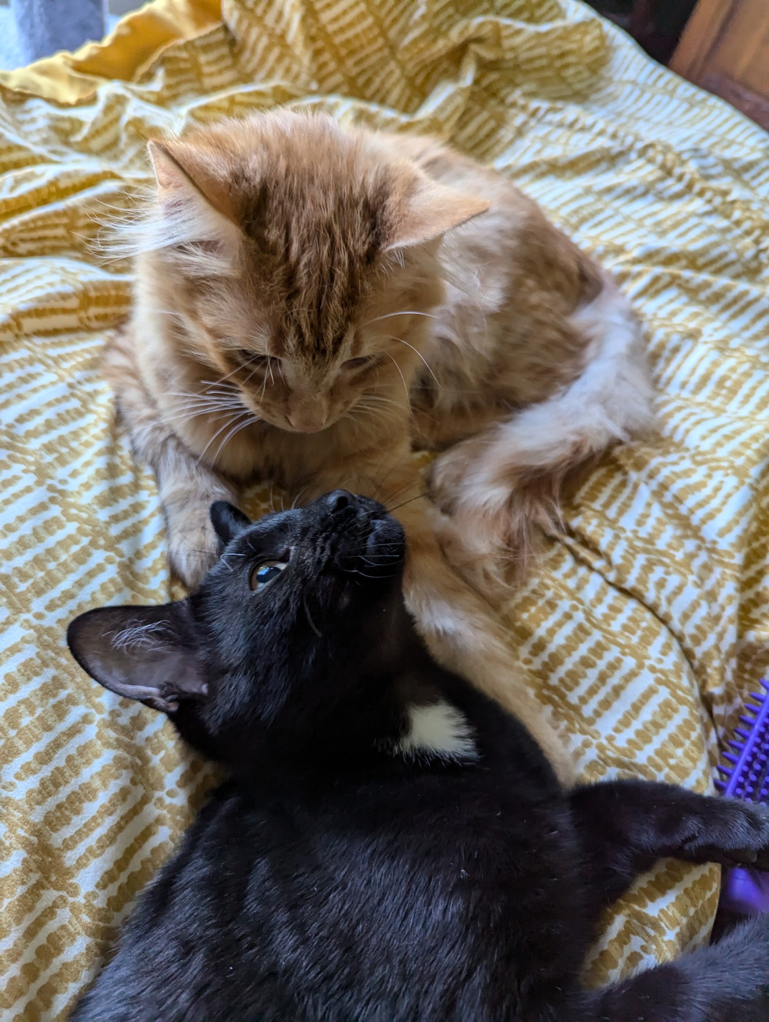 Cat for adoption Mowgli and Bagheera, a Domestic Long Hair in West