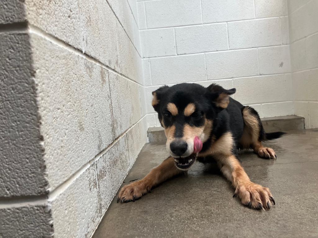 Enlarge Bertha, a Adoptable mixed breed in Twentynine Palms, CA image 1/1
