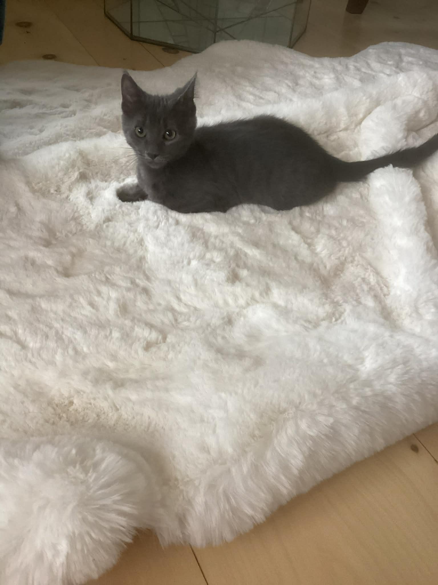 Frappuccino, a ADOPTABLE Domestic Short Hair in Wading River, NY image 3/4