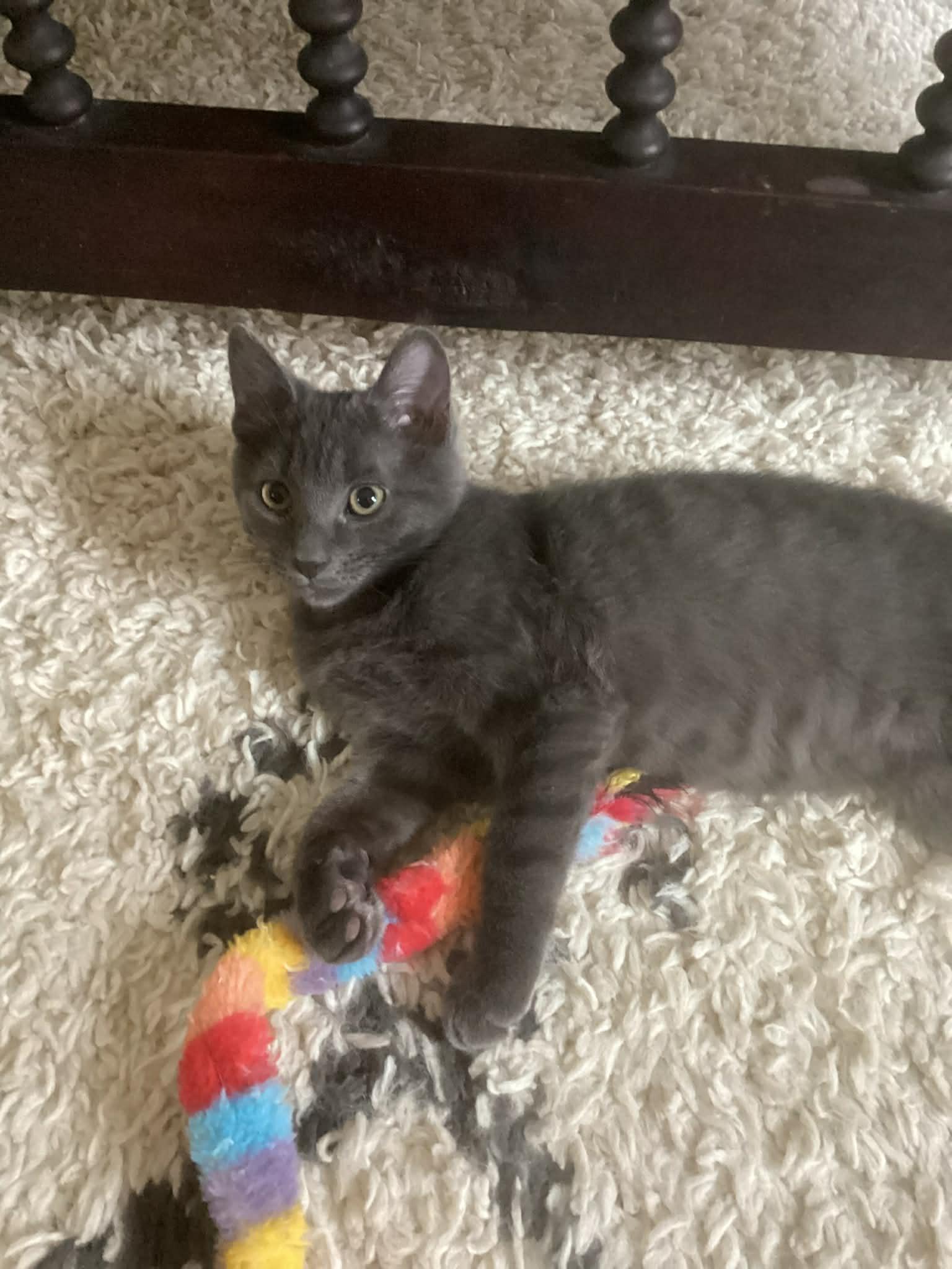 Frappuccino, a ADOPTABLE Domestic Short Hair in Wading River, NY image 2/4