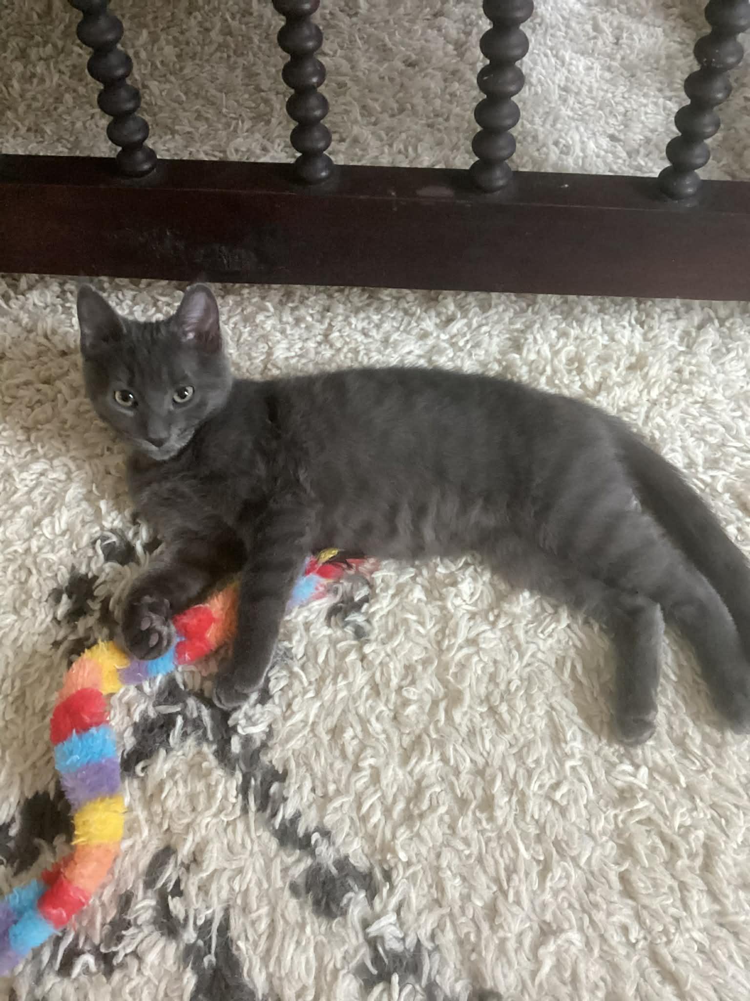 Frappuccino, a ADOPTABLE Domestic Short Hair in Wading River, NY image 1/4