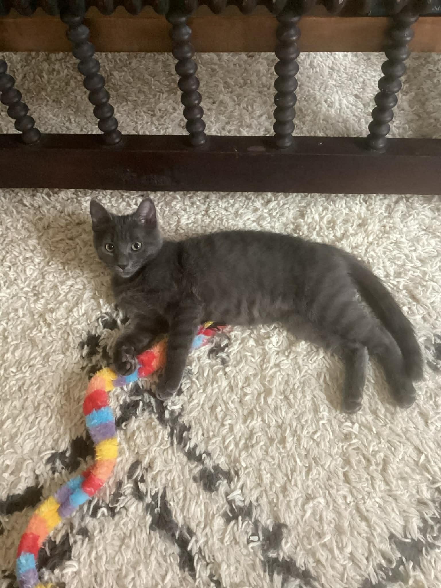 Frappuccino, a ADOPTABLE Domestic Short Hair in Wading River, NY image 4/4