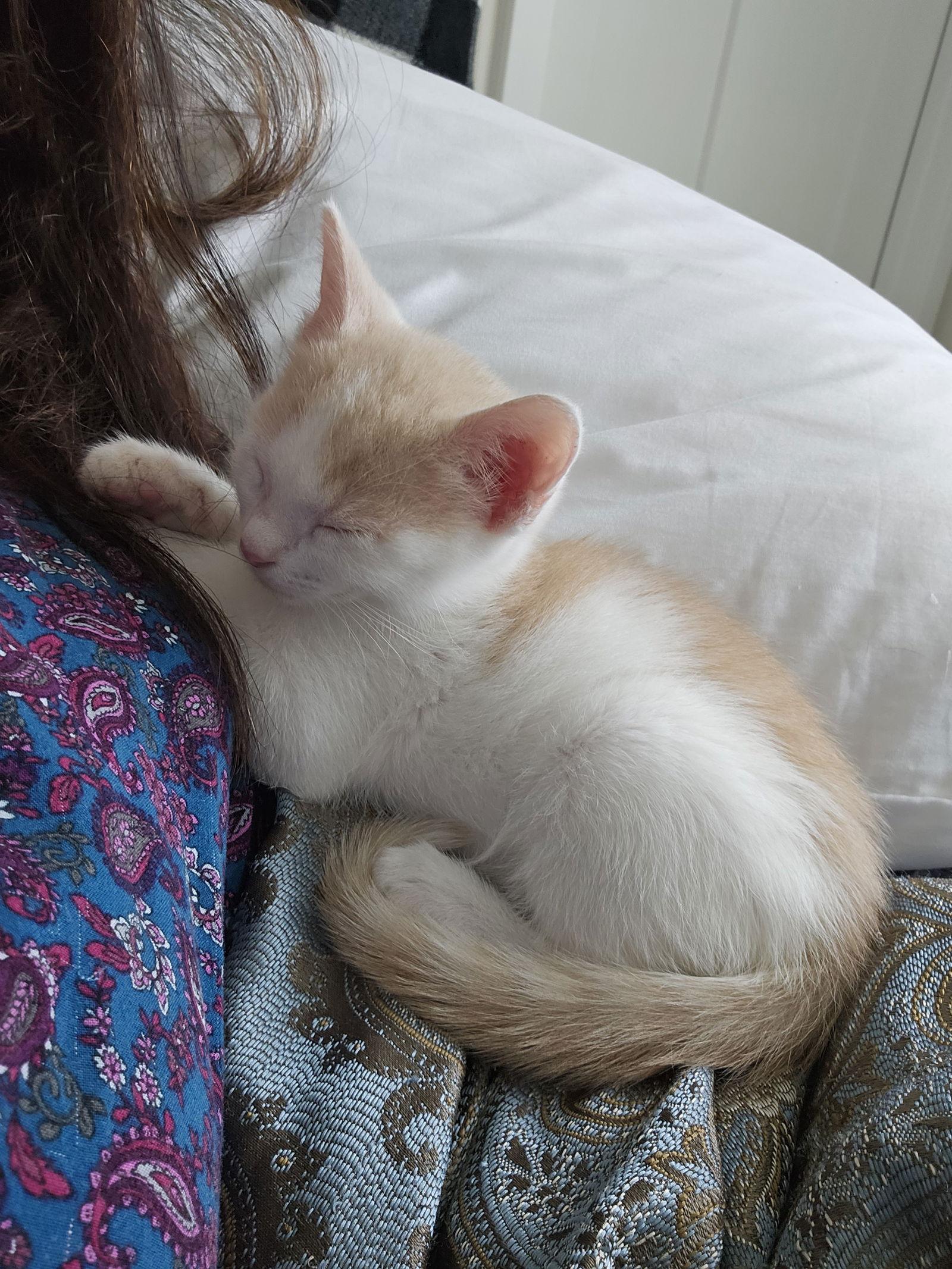 Cosmo — thumbnail 2