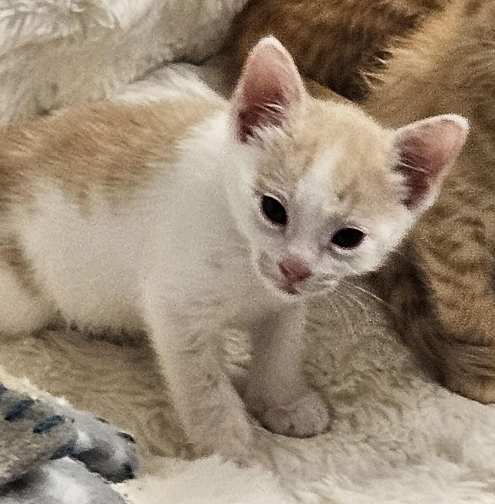 Cosmo — thumbnail 3