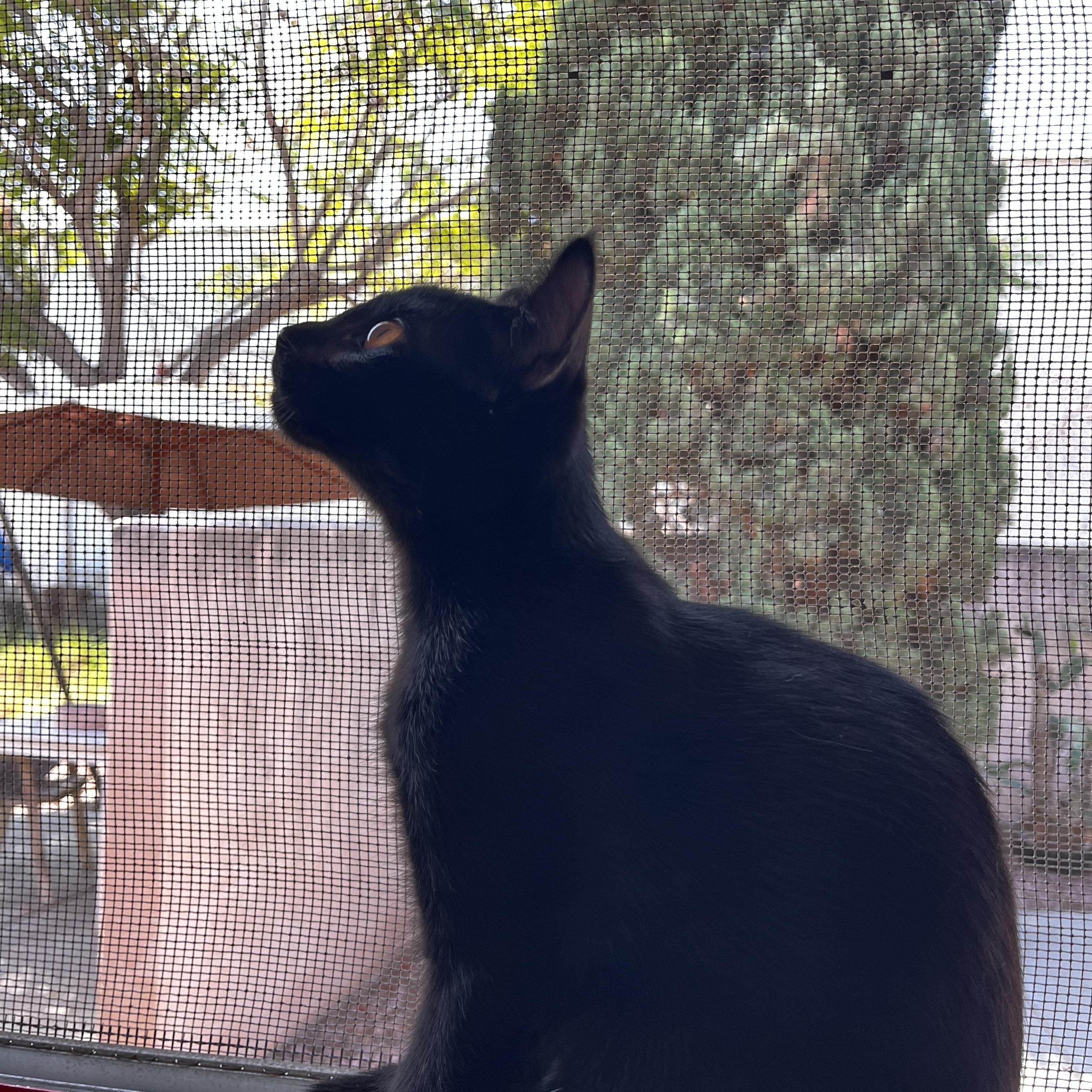 Lyra, ADOPTABLE, Kitten Female Domestic Short Hair.