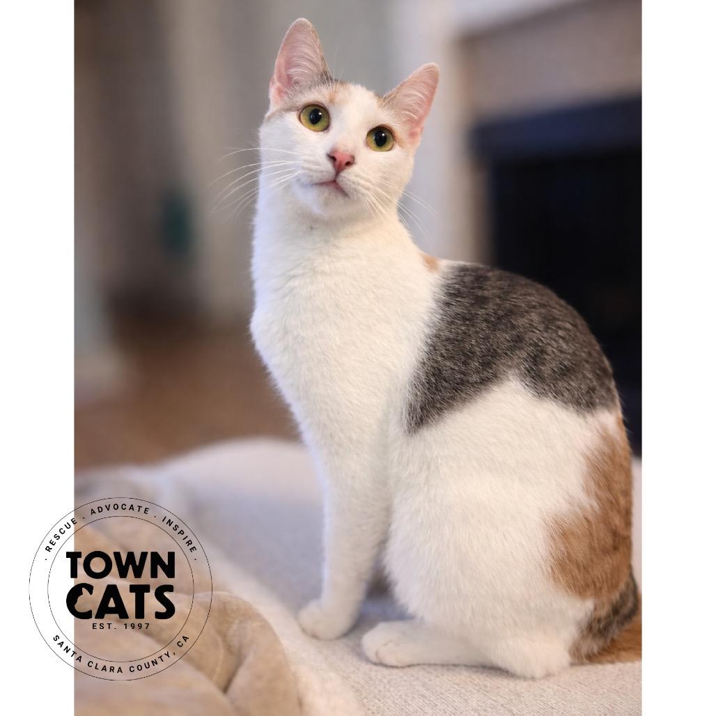 Koi, Adoptable, Young Female Domestic Short Hair.