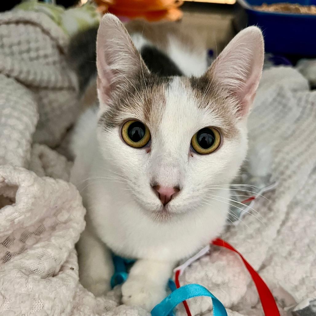 Koi, Adoptable, Young Female Domestic Short Hair.