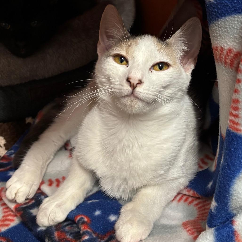 Enlarge Koi, a Adoptable Domestic Short Hair in Morgan Hill, CA image 1/6