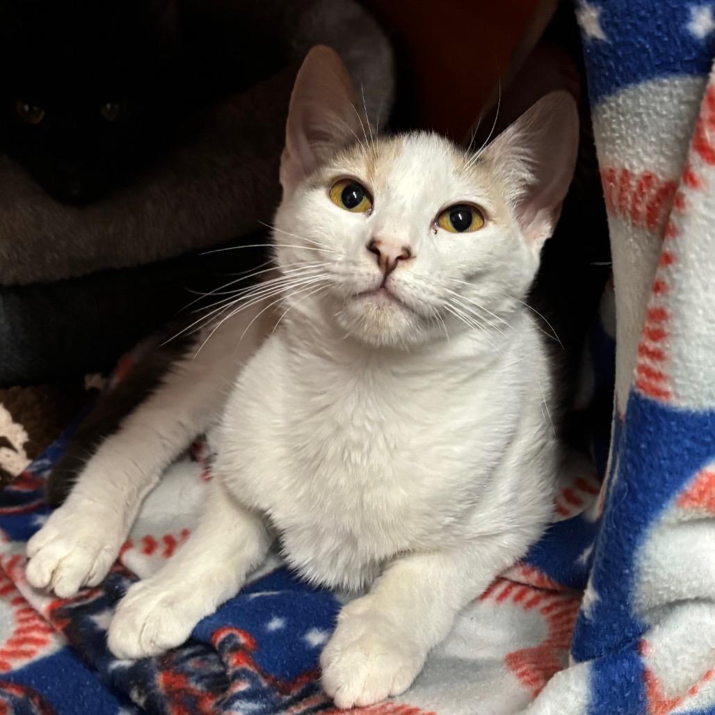 Enlarge Koi, a Adoptable Domestic Short Hair in Morgan Hill, CA image 2/6