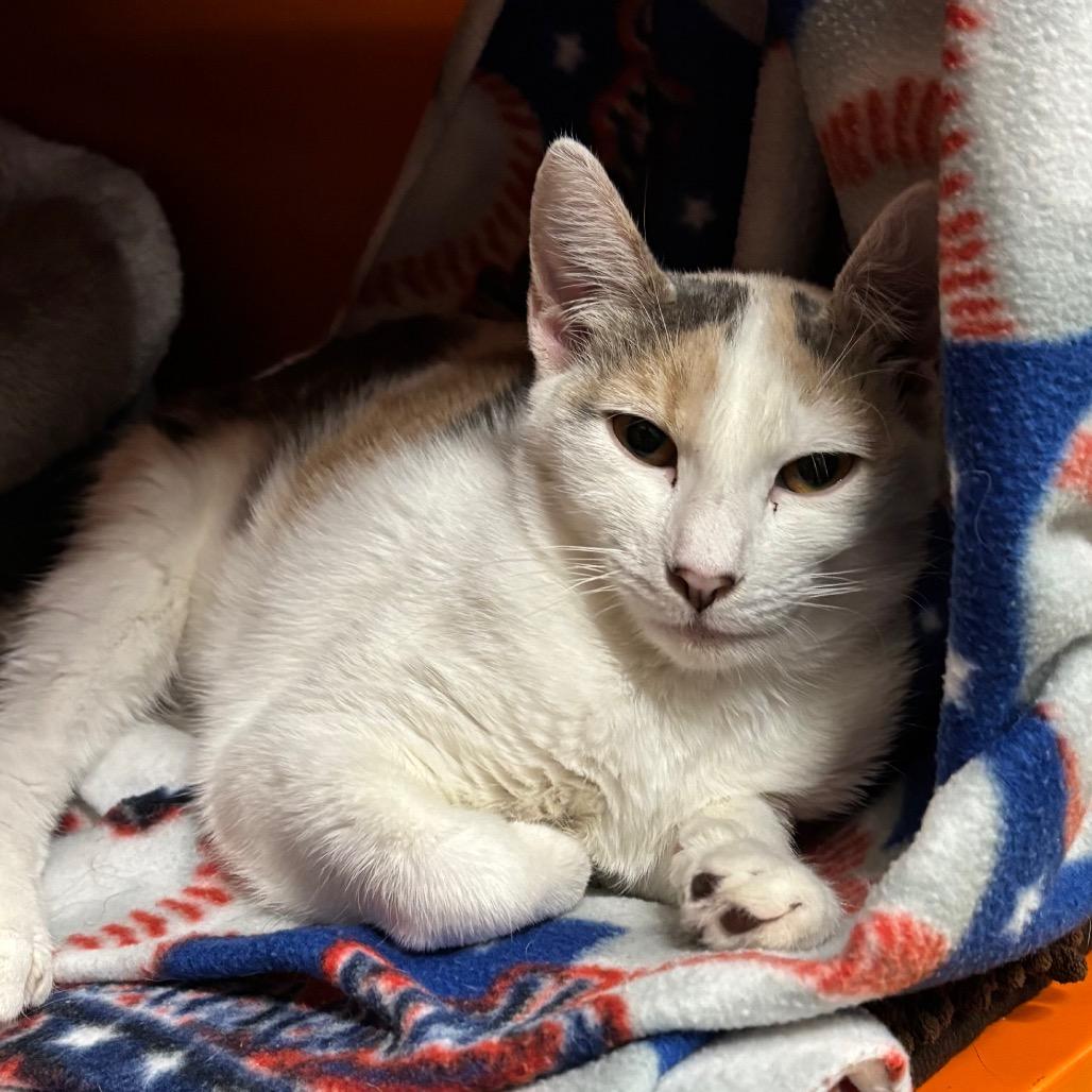 Enlarge Koi, a Adoptable Domestic Short Hair in Morgan Hill, CA image 6/6