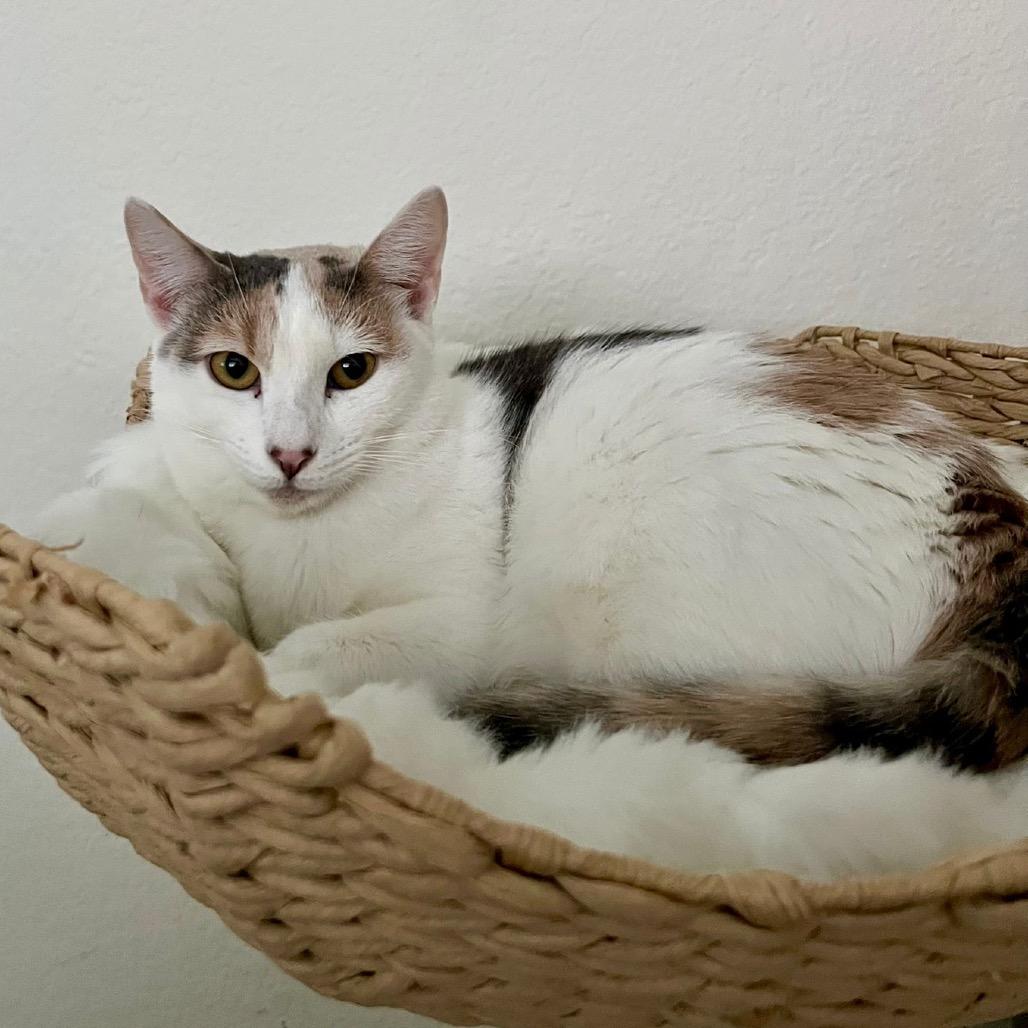 Enlarge Koi, a Adoptable Domestic Short Hair in Morgan Hill, CA image 4/6