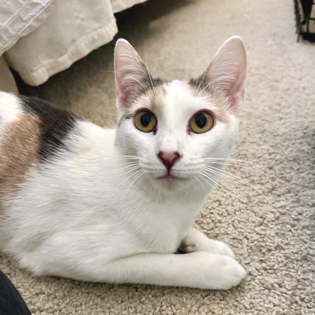 Enlarge Koi, a Adoptable Domestic Short Hair in Morgan Hill, CA image 5/6