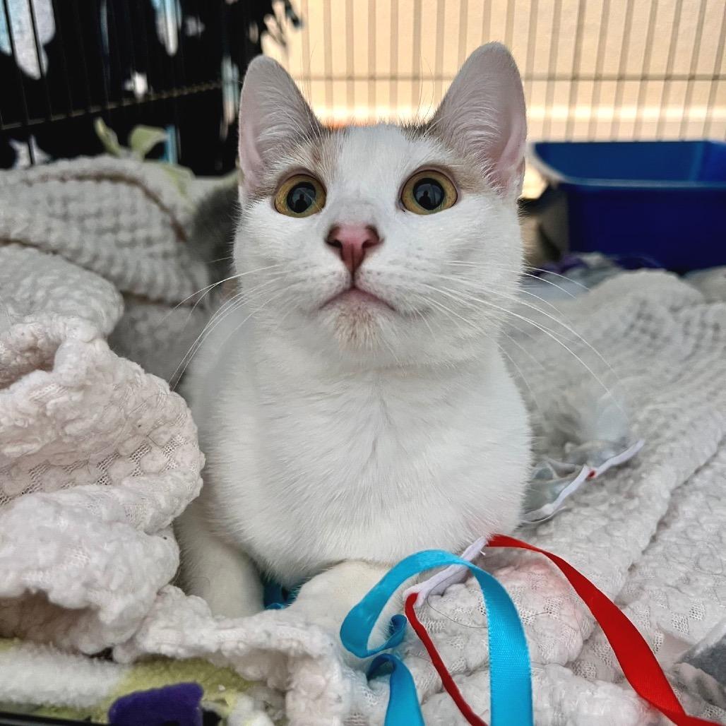 Enlarge Koi, a Adoptable Domestic Short Hair in Morgan Hill, CA image 6/6