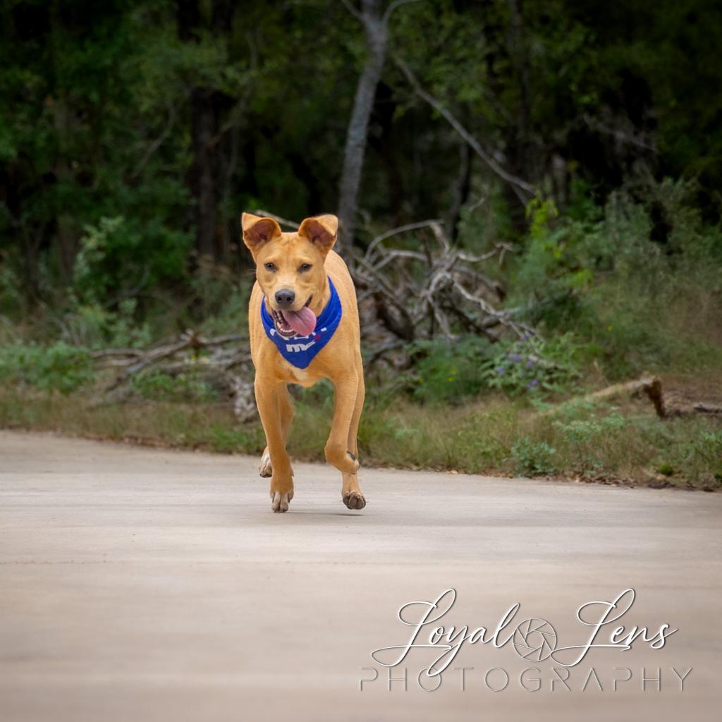 Dog for adoption Pickles NB*, a Yellow Labrador Retriever Mix in