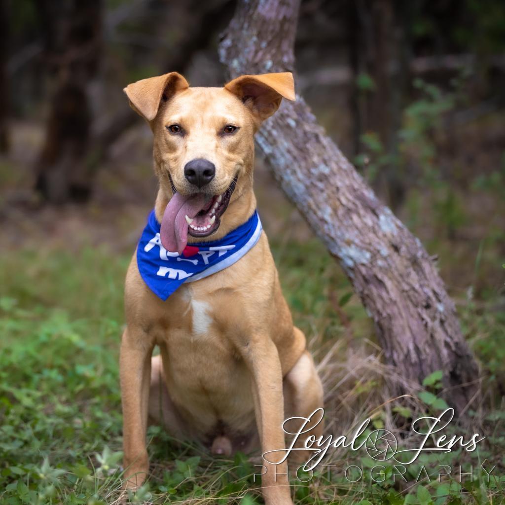 Dog for adoption Pickles NB*, a Yellow Labrador Retriever Mix in