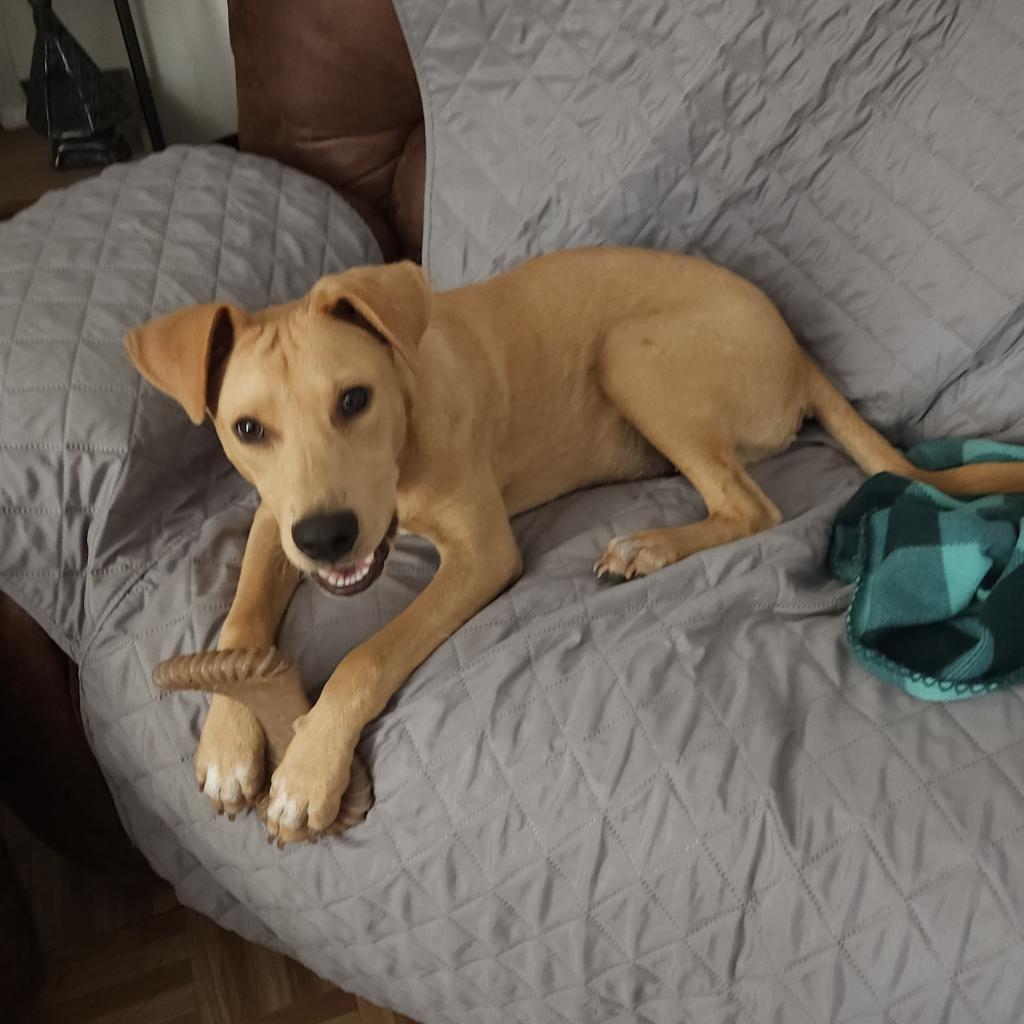 Dog for adoption Pickles NB*, a Yellow Labrador Retriever Mix in