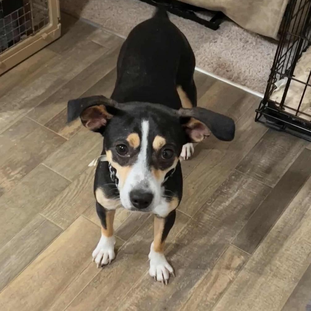 Ryder, adoptable, Young Male Terrier.