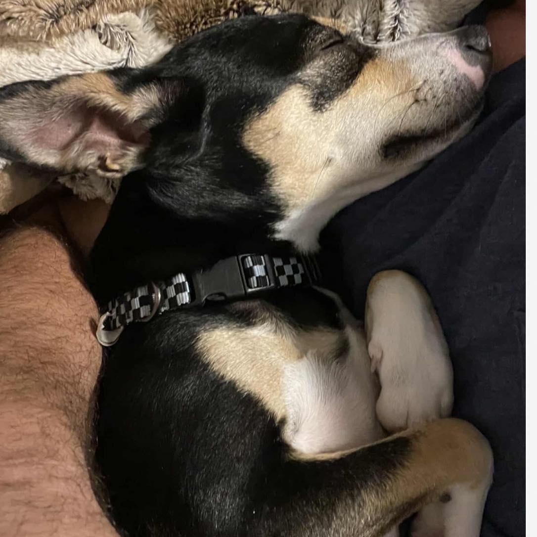 Enlarge Ryder, an adoptable mixed breed in Calabash, NC image 3/5