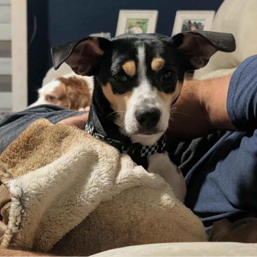 Enlarge Ryder, an adoptable mixed breed in Calabash, NC image 5/5