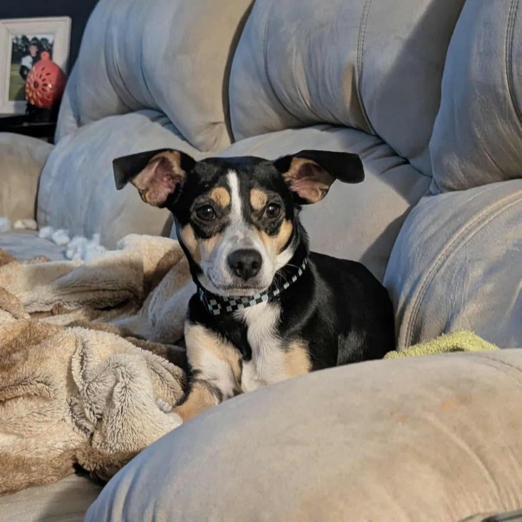 Enlarge Ryder, an adoptable mixed breed in Calabash, NC image 2/5