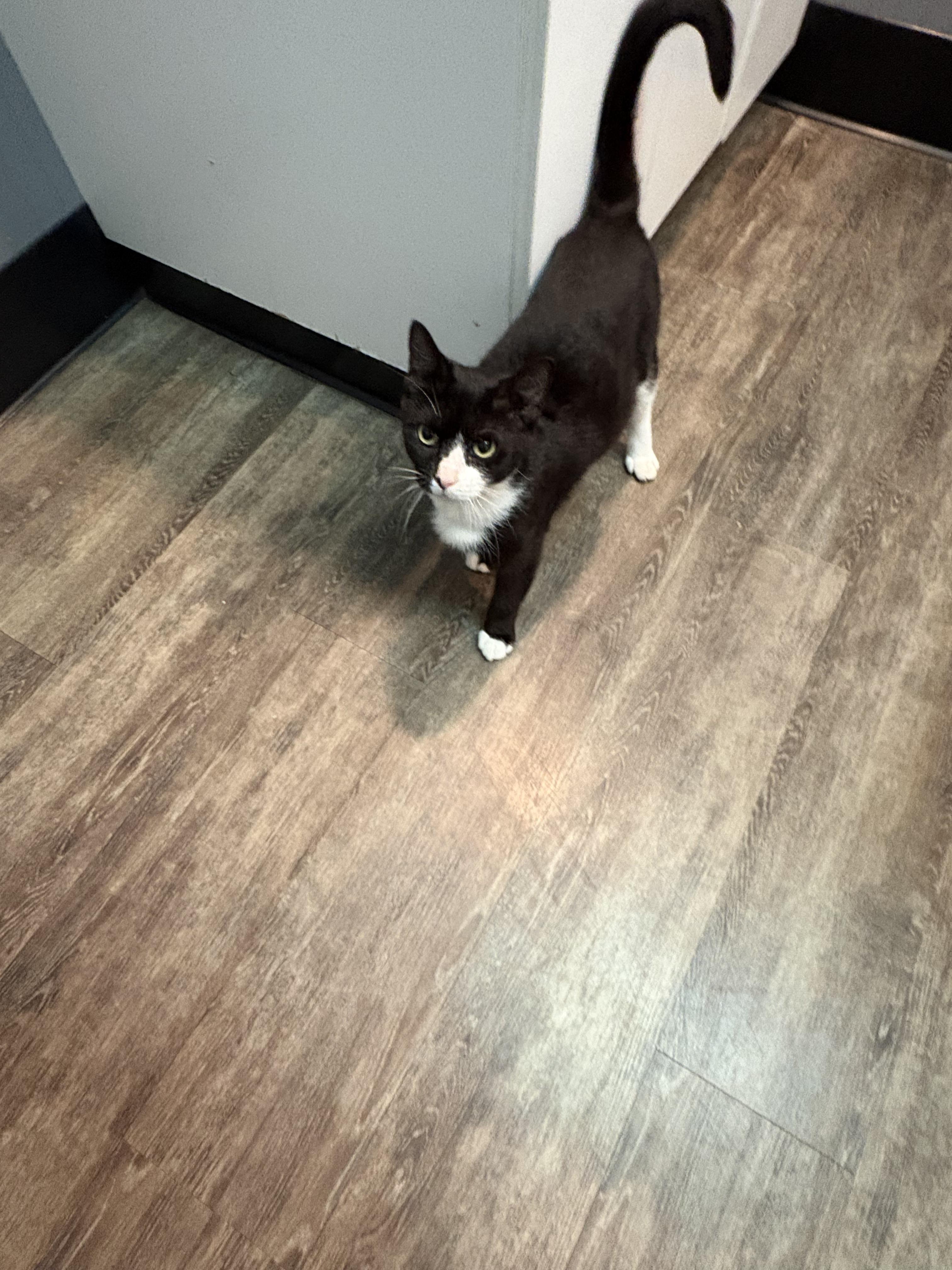 Enlarge Lucy Grey, a Adoptable Domestic Short Hair in Galloway, NJ image 2/6