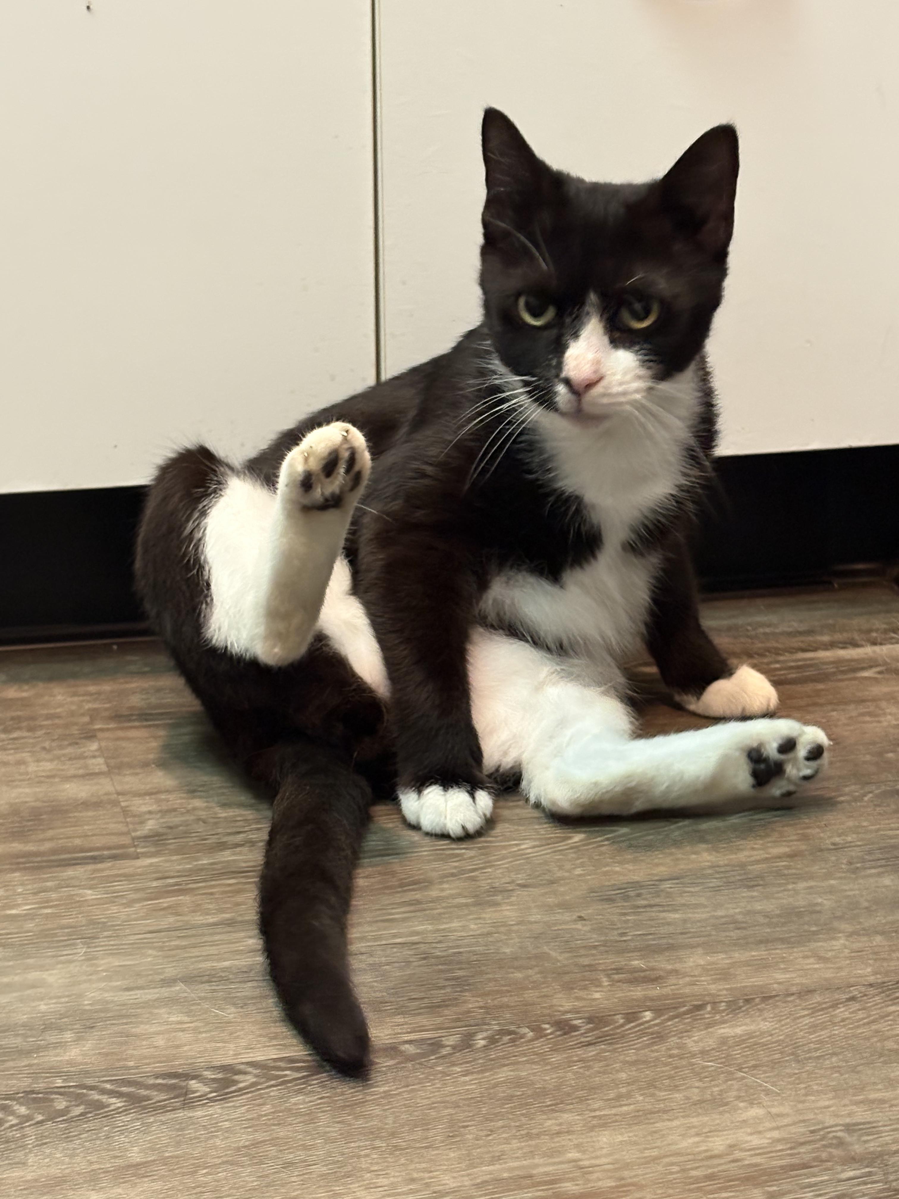 Enlarge Lucy Grey, a Adoptable Domestic Short Hair in Galloway, NJ image 4/6