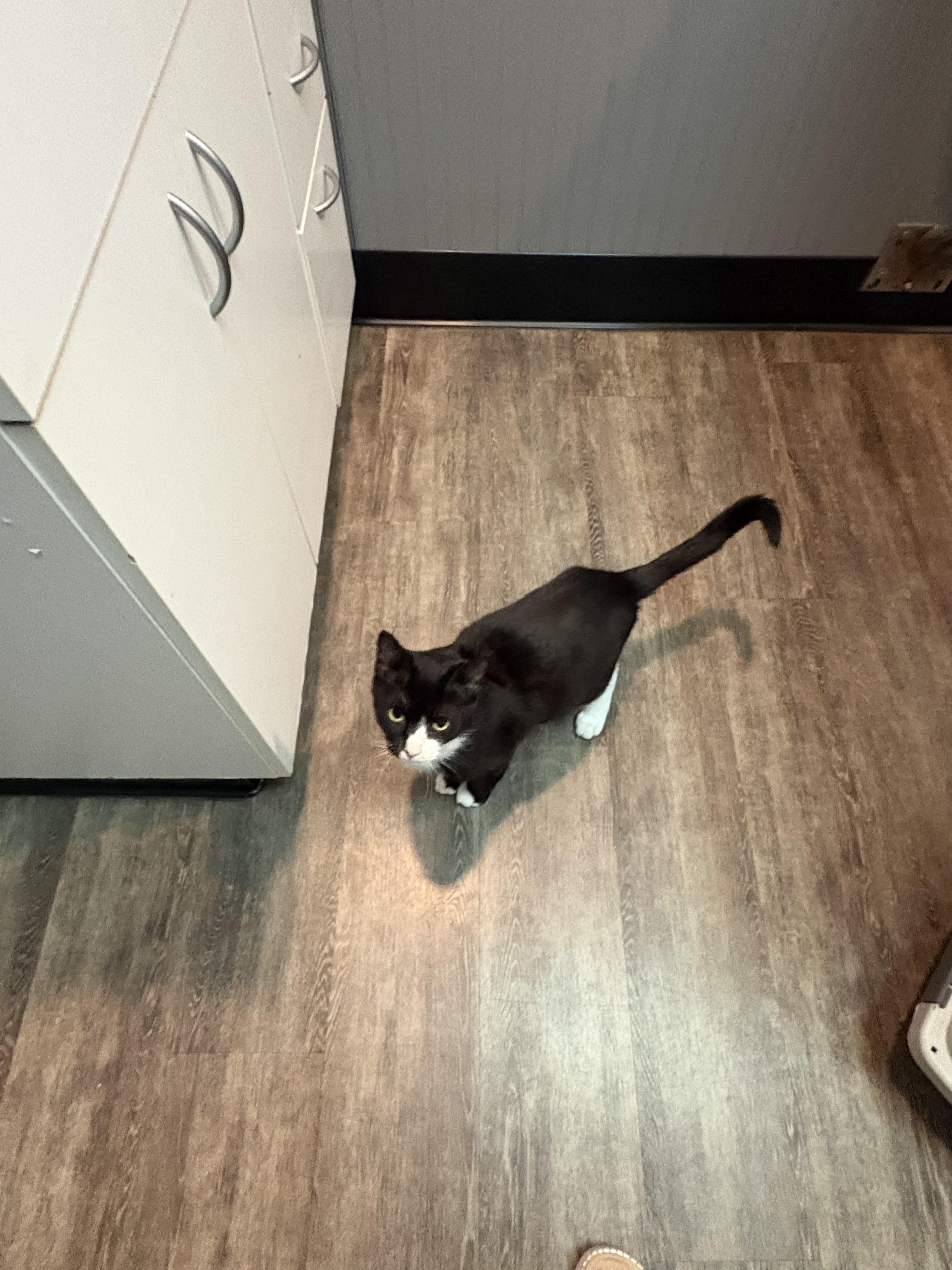 Enlarge Lucy Grey, a Adoptable Domestic Short Hair in Galloway, NJ image 6/6