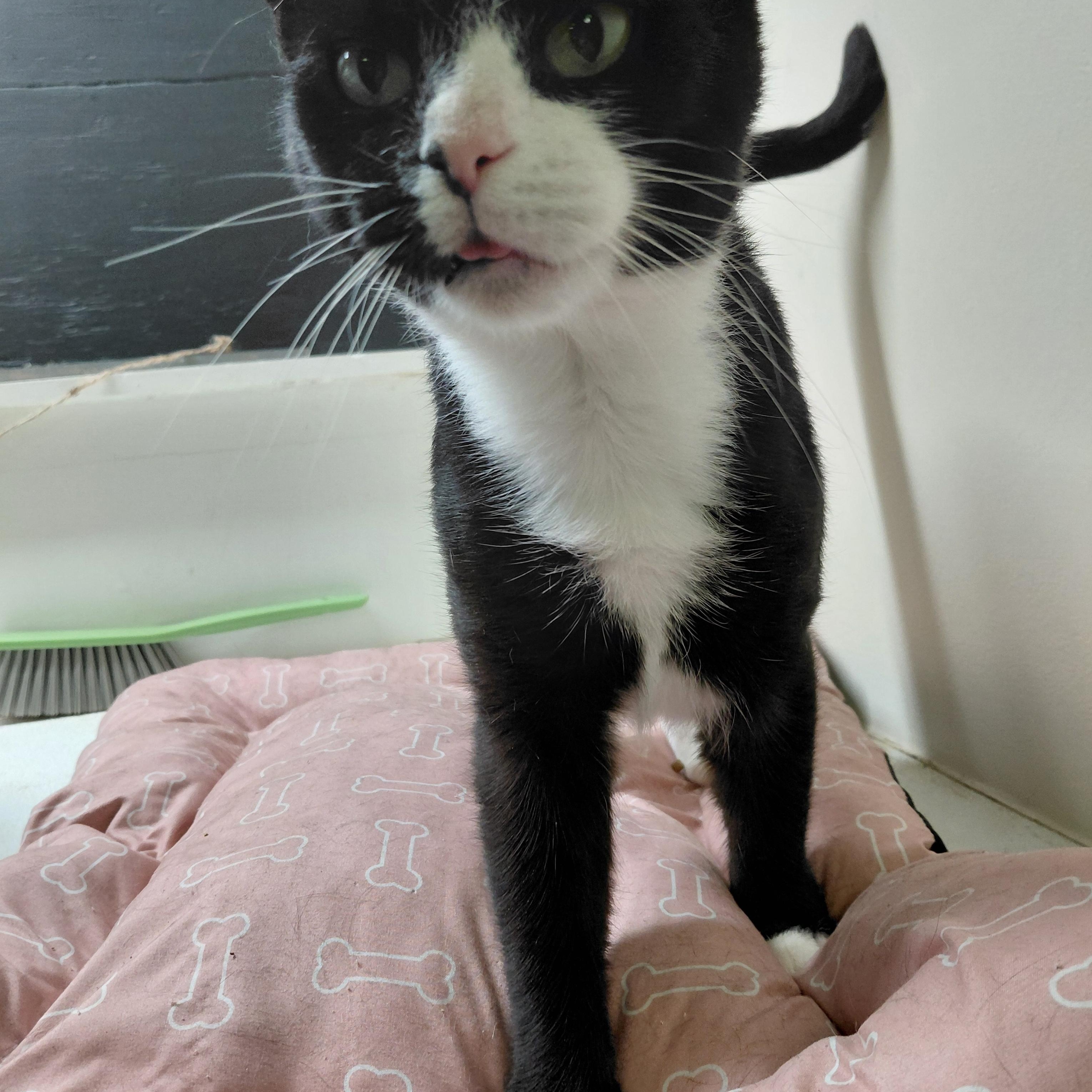 Lucy Grey, Adoptable, Kitten Female Domestic Short Hair.