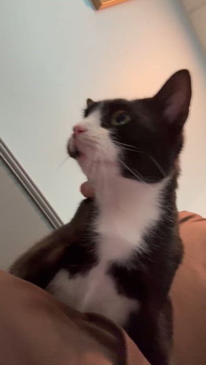 Enlarge Lucy Grey, a Adoptable Domestic Short Hair in Galloway, NJ video 5/6