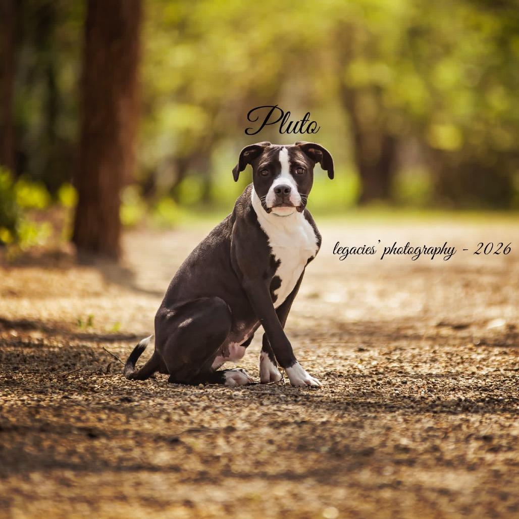 Enlarge Pluto, a Adoptable Pit Bull Terrier in Pekin, IL image 1/4