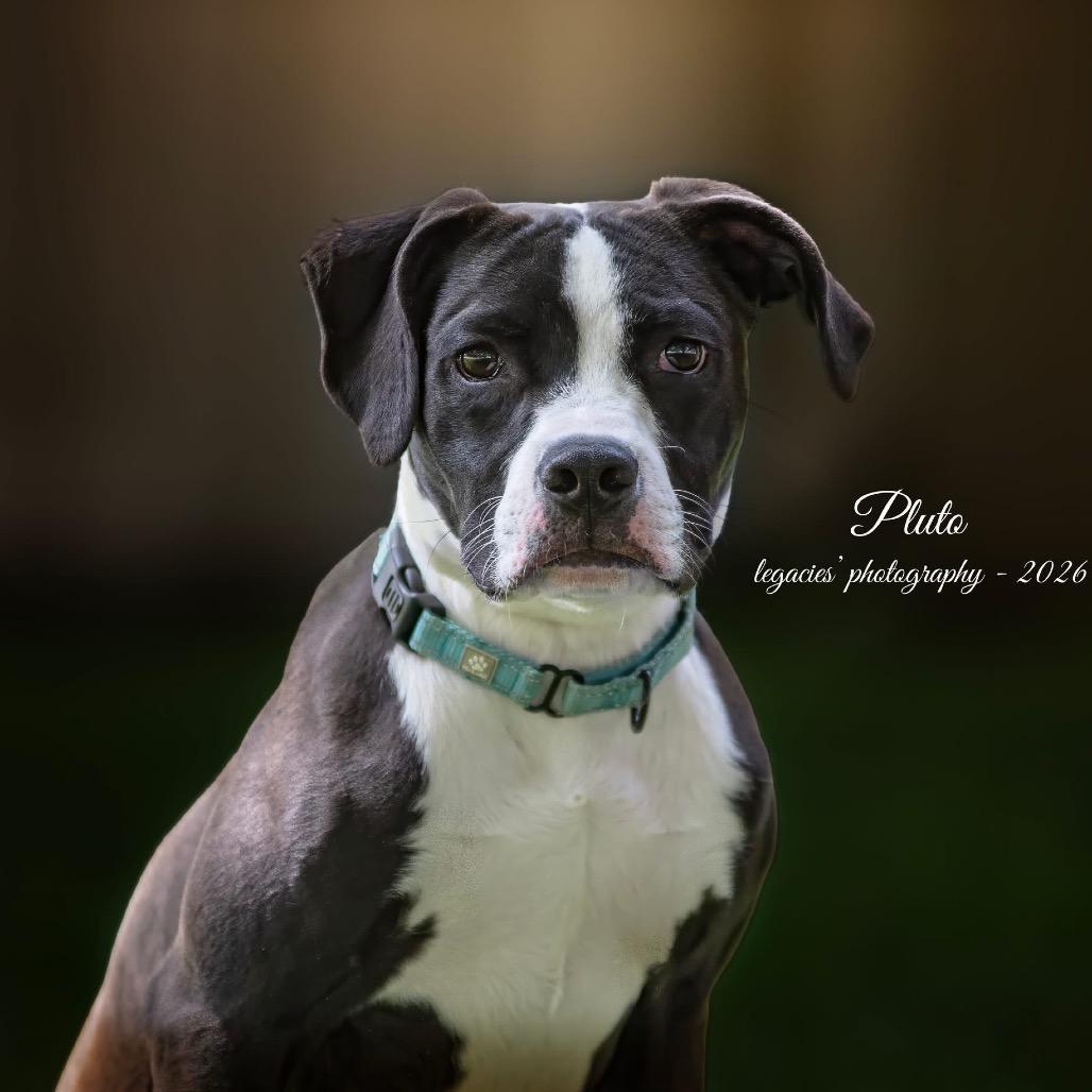 Pluto, a Adoptable mixed breed in Pekin, IL image 1/3